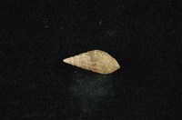 流紋蜷藏品圖，第1張